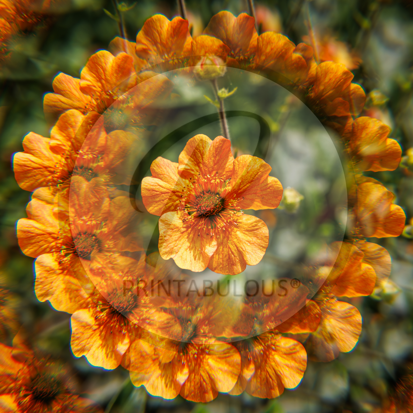 Orange Flower Kaleidoscope by Derek Stuart-Cole