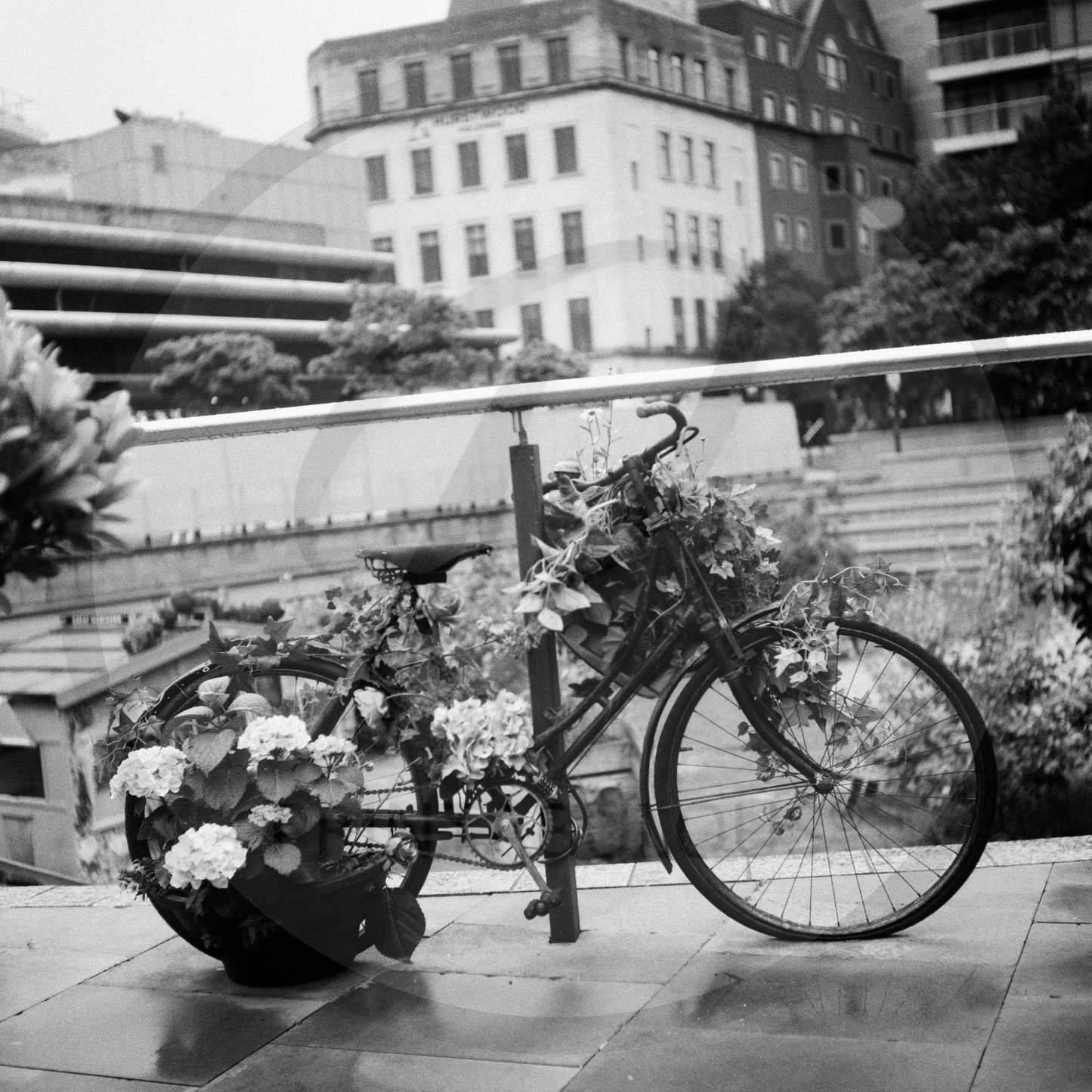 Flower Bike Print by Laura Rolleiflex Photography